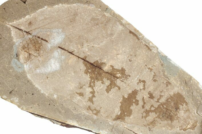 Fossil Plant (Fagus) Leaf - McAbee, BC #271369